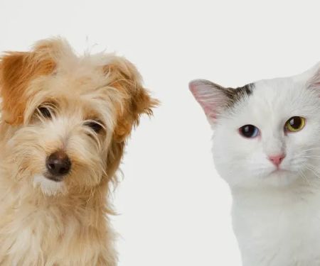 Ashlea Veterinary Centre