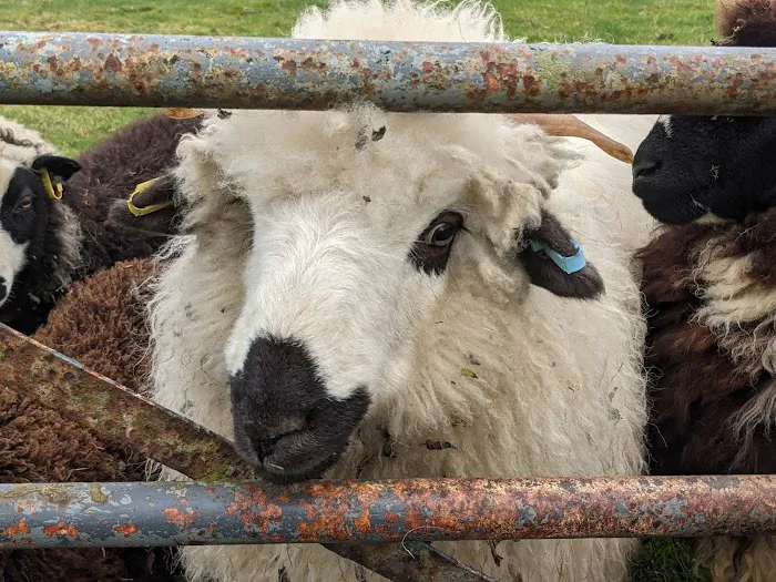 The Green Veterinary Surgery Picture 7