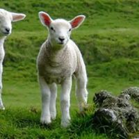 Coomara Veterinary Practice ico