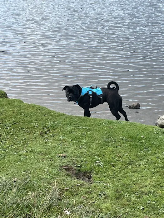 Waggy Woofers Picture 4