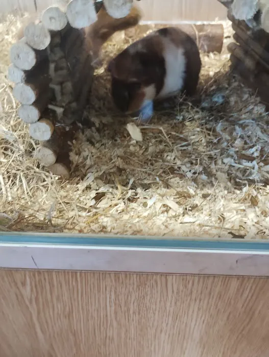 Pets at Home Workington Picture 8