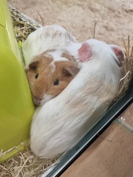 Pets at Home Workington Picture 5