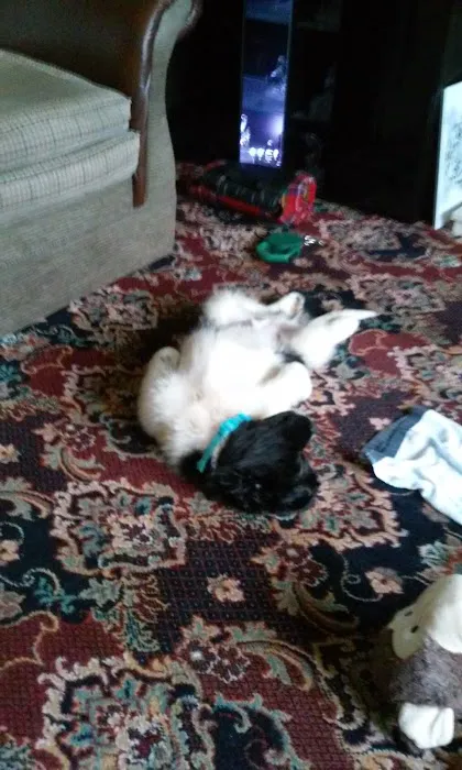 Pets at Home Workington Picture 9