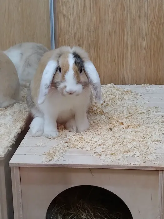 Pets at Home Hexham Picture 1