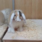 Pets at Home Hexham