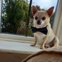 Capontree Veterinary Centre ico