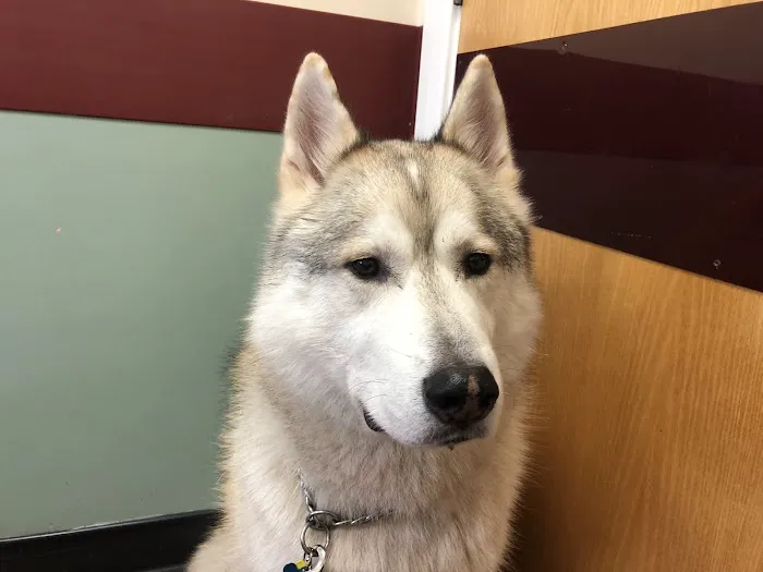 Capontree Veterinary Centre Picture 6