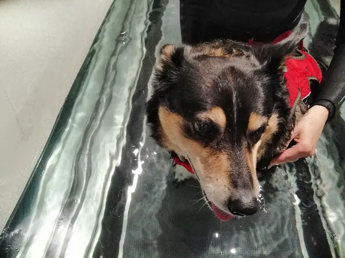 Northwest K9 Hydrotherapy Picture 4