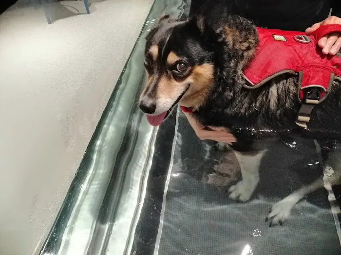 Northwest K9 Hydrotherapy Picture 6
