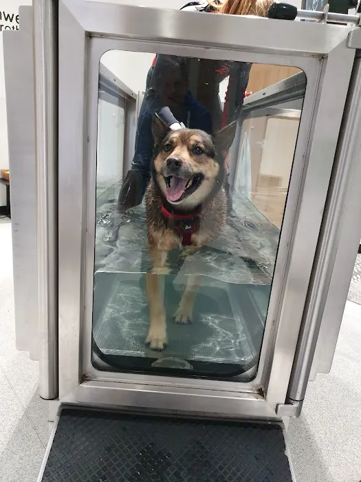 Northwest K9 Hydrotherapy Picture 3
