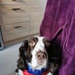 Intake Veterinary Services