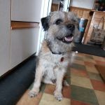 Scott Mitchell Veterinary Care Ltd