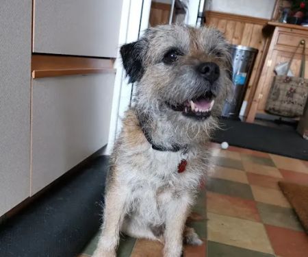Scott Mitchell Veterinary Care Ltd