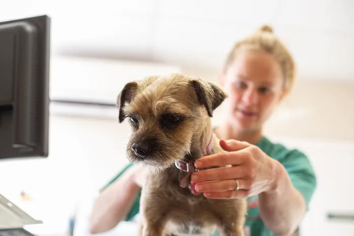 Orchard House Veterinary Centre Picture 1
