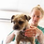 Orchard House Veterinary Centre