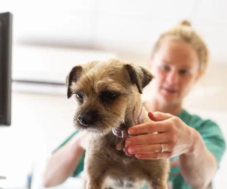 Orchard House Veterinary Centre