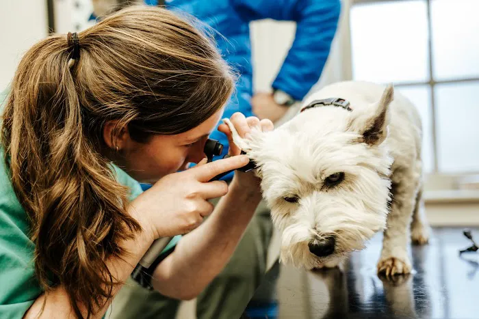 Orchard House Veterinary Centres Picture 8