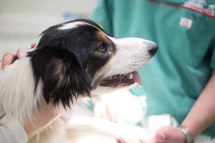 Orchard House Veterinary Centres Picture 7