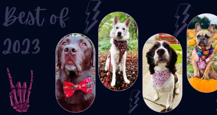 pawtasticcreations Picture 4