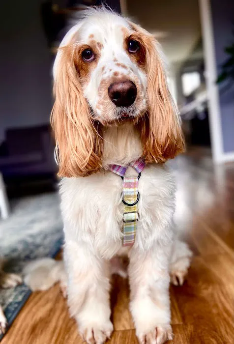 pawtasticcreations Picture 10