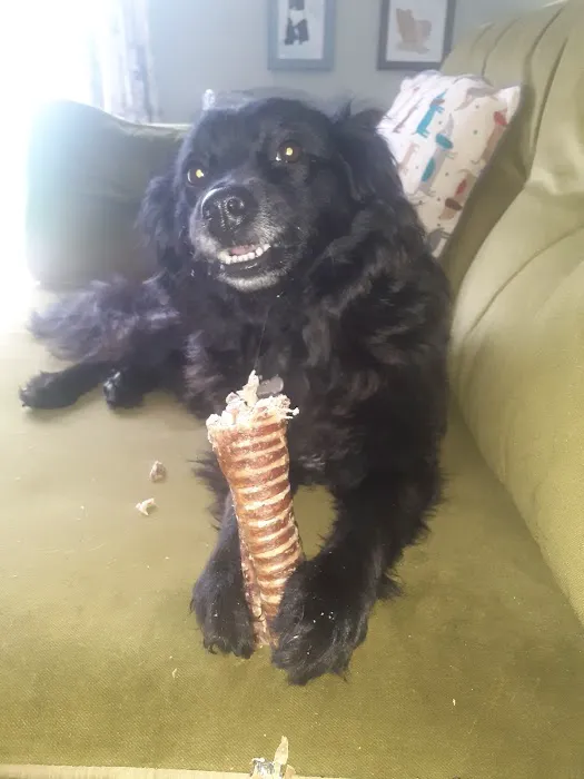 Bert and Barn's Natural Doggy Treats Picture 4