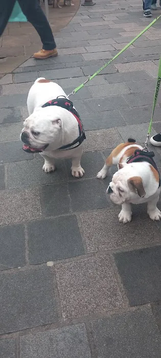 Bert and Barn's Natural Doggy Treats Picture 1