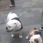 Bert and Barn's Natural Doggy Treats