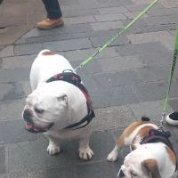 Bert and Barn's Natural Doggy Treats ico