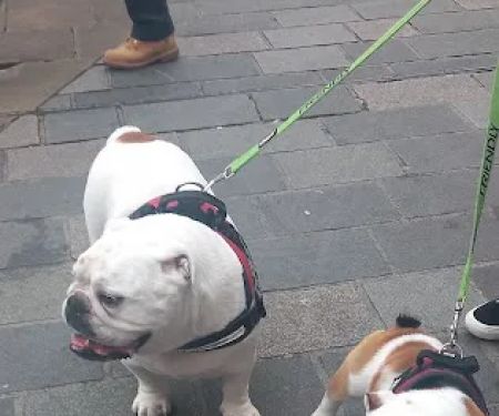 Bert and Barn's Natural Doggy Treats