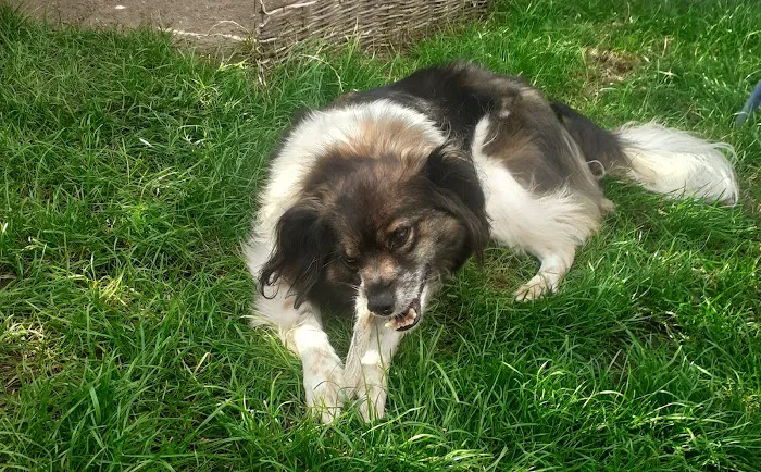 Bert and Barn's Natural Doggy Treats Picture 6