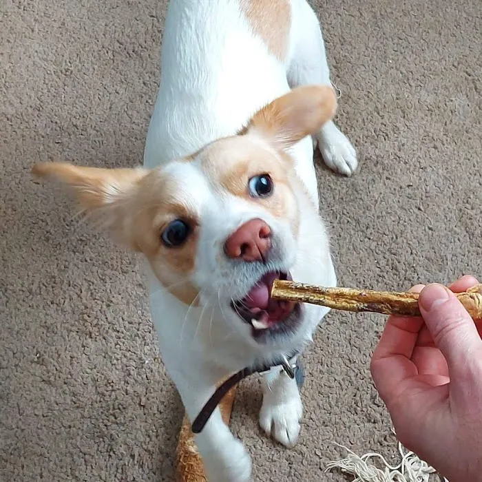 Bert and Barn's Natural Doggy Treats Picture 5