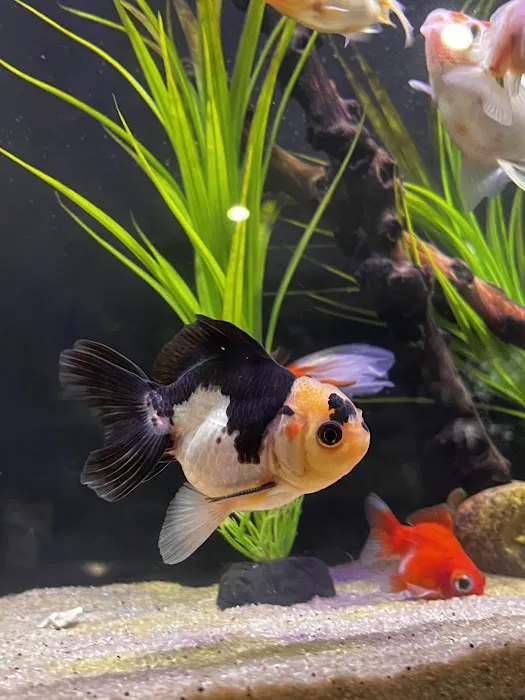 Omega Pets ltd Picture 5