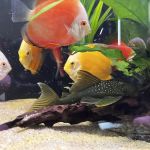 Omega Pets ltd
