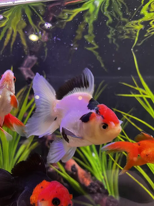 Omega Pets ltd Picture 6