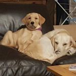 Craig Robinson Vets Ltd