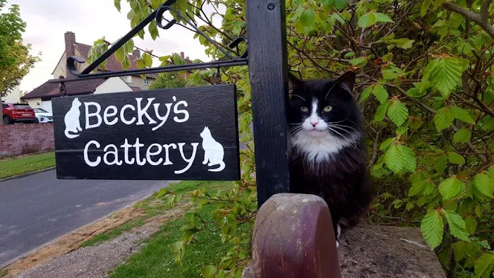 Beckys Cattery Picture 1