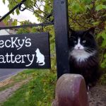 Beckys Cattery