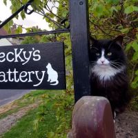 Beckys Cattery ico