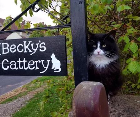 Beckys Cattery