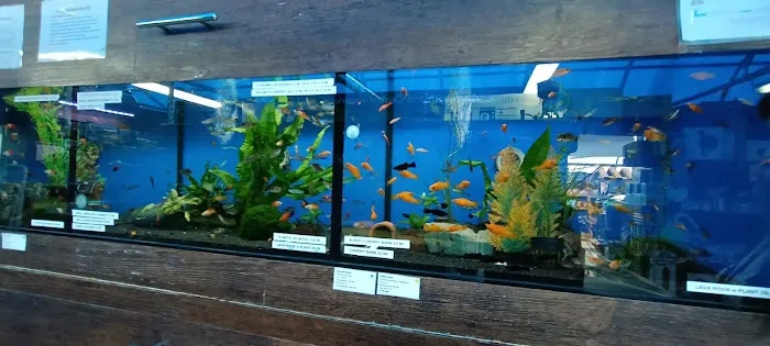 Lanchester Aquatics Picture 6