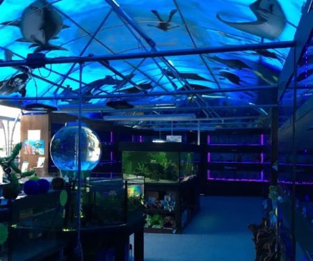 Lanchester Aquatics
