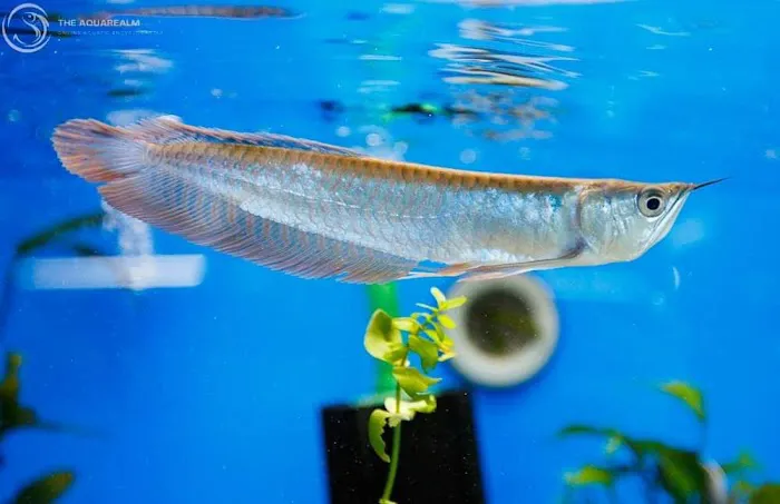 Lanchester Aquatics Picture 5