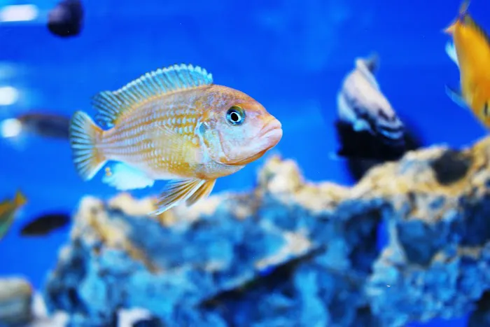 Lanchester Aquatics Picture 3