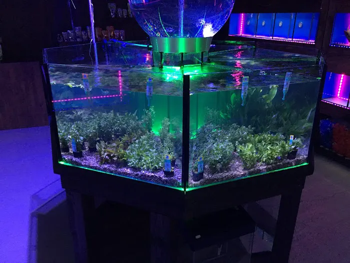 Lanchester Aquatics Picture 2