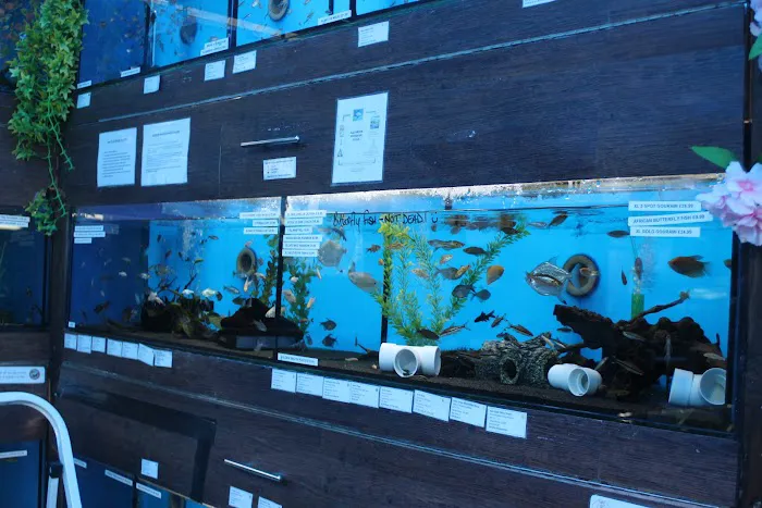 Lanchester Aquatics Picture 8