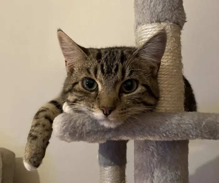 The Cats Pyjamas Picture 1