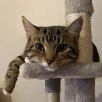The Cats Pyjamas