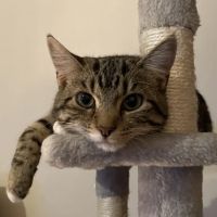 The Cats Pyjamas ico