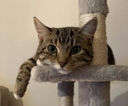 The Cats Pyjamas