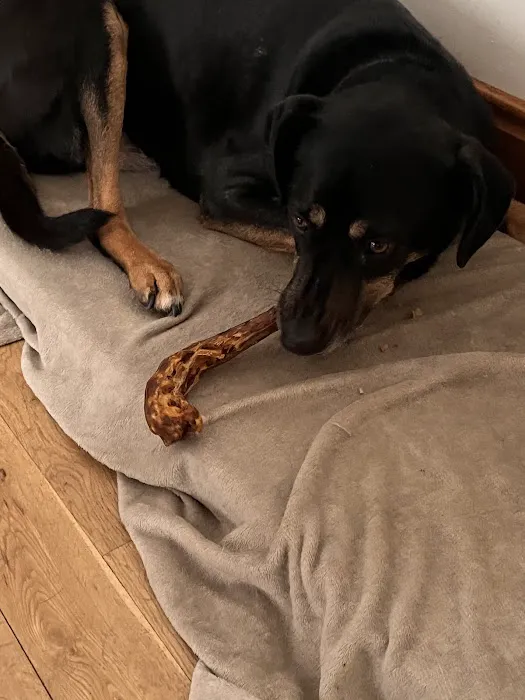 Mutts Menu Picture 2